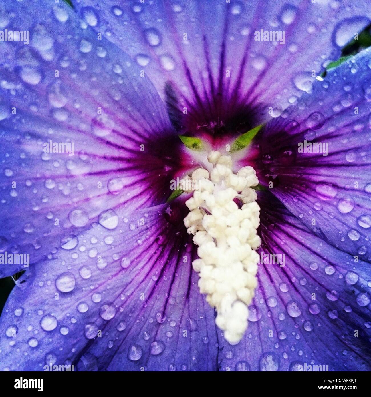 Full Frame Shot Of Wet Purple Hibiscus Stock Photo
