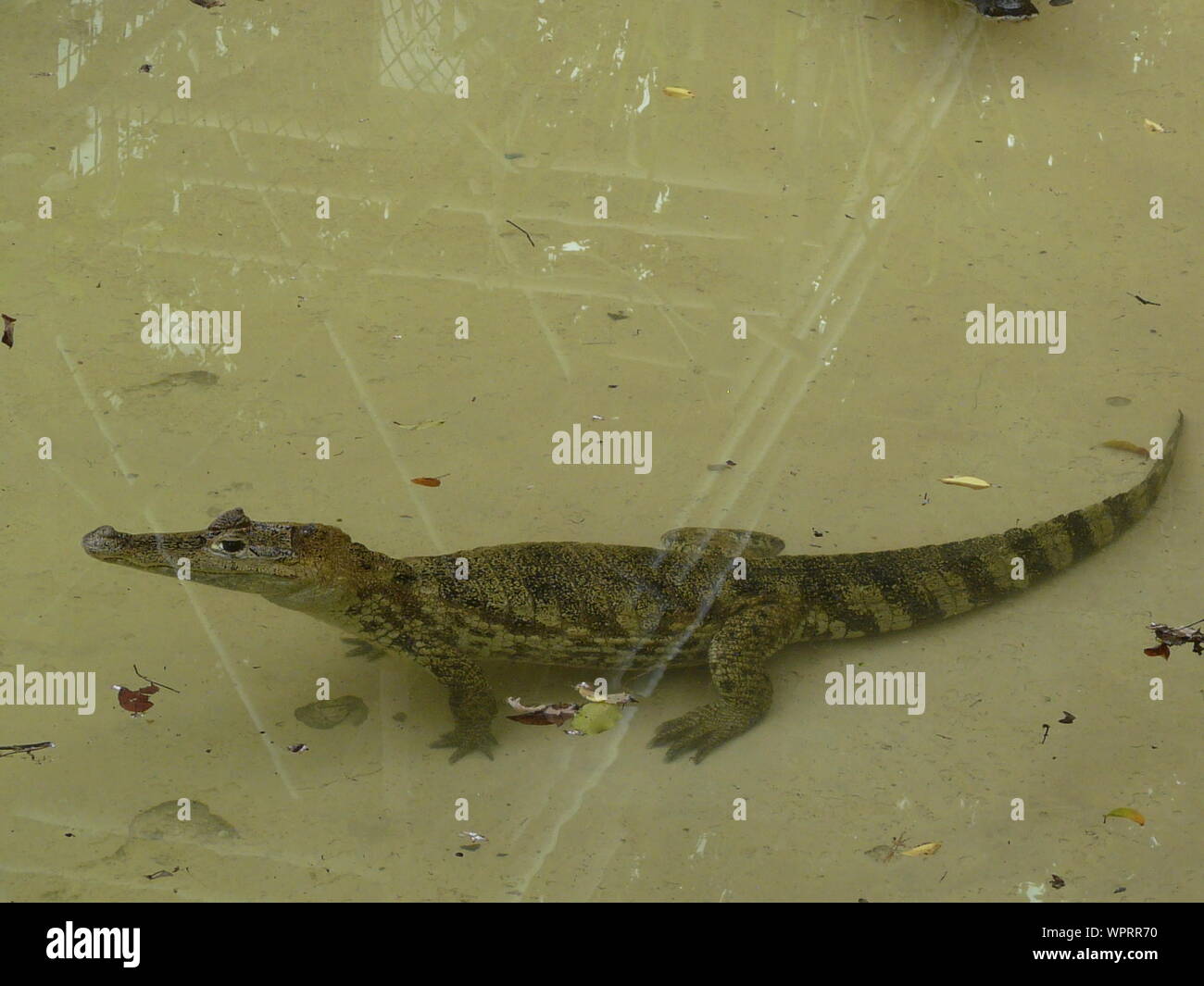 Animal zoo glass hires stock photography and images Alamy