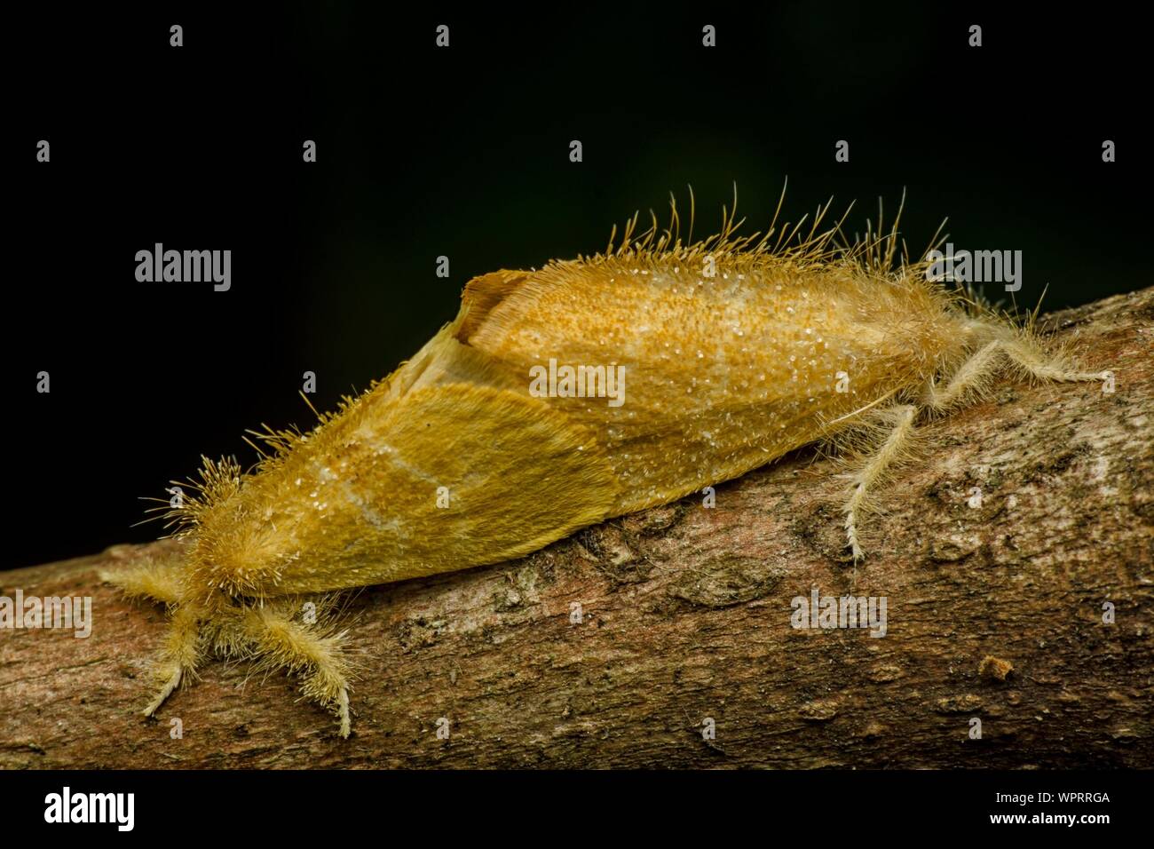 Orange and black moth hi-res stock photography and images - Alamy