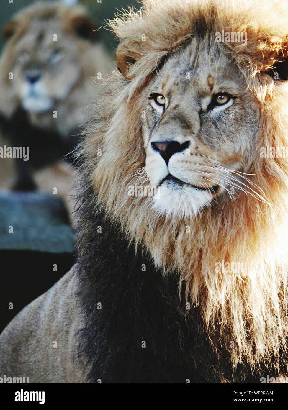Lion Looking Away Stock Photo Alamy