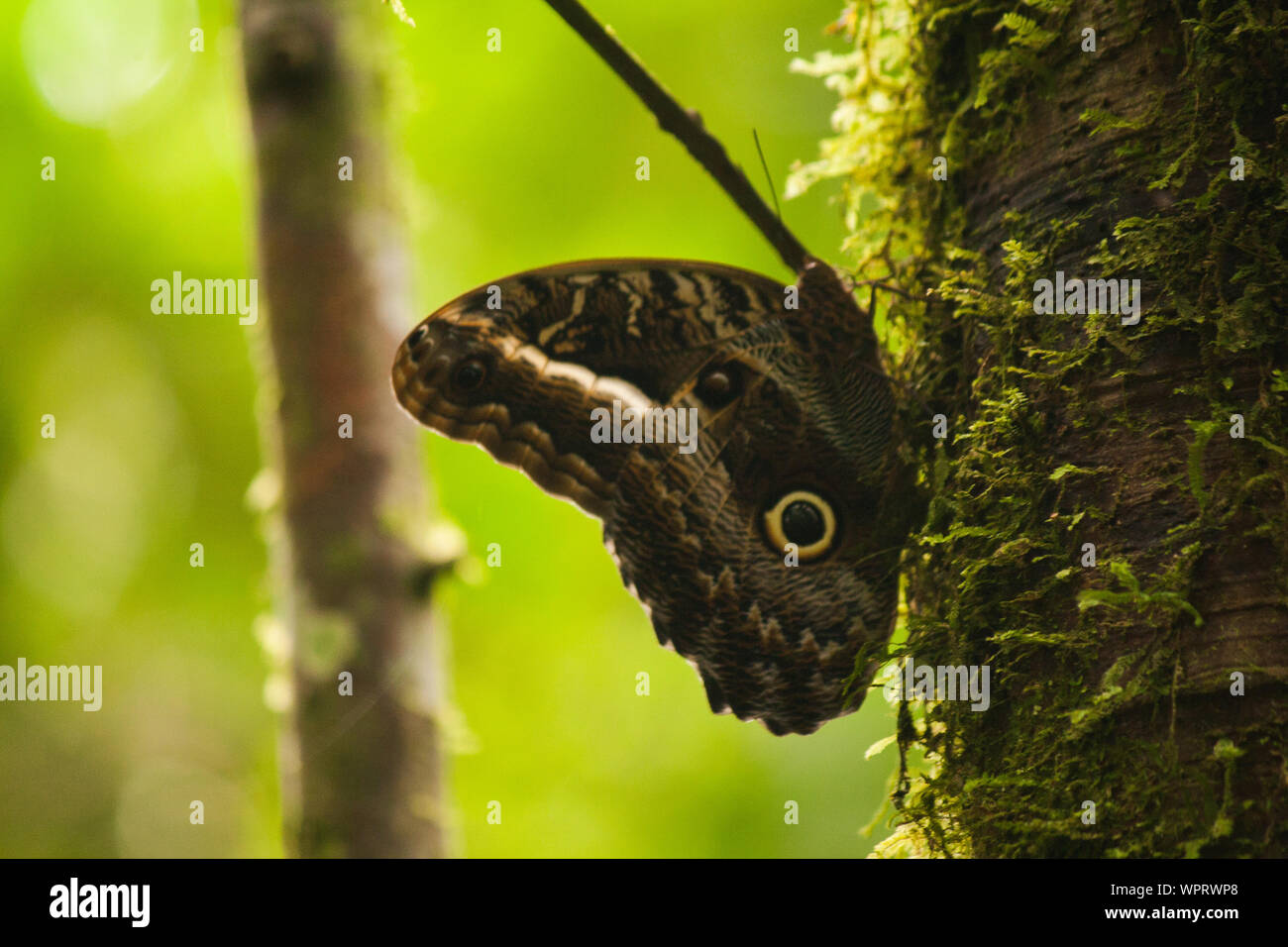 Butterfly  in the Nacional Parc Yananchaga Chemillen in Oxapampa, Peru Stock Photo