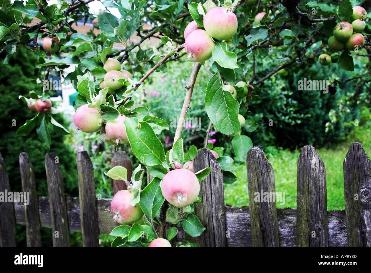 Growing over fence hi-res stock photography and images - Alamy
