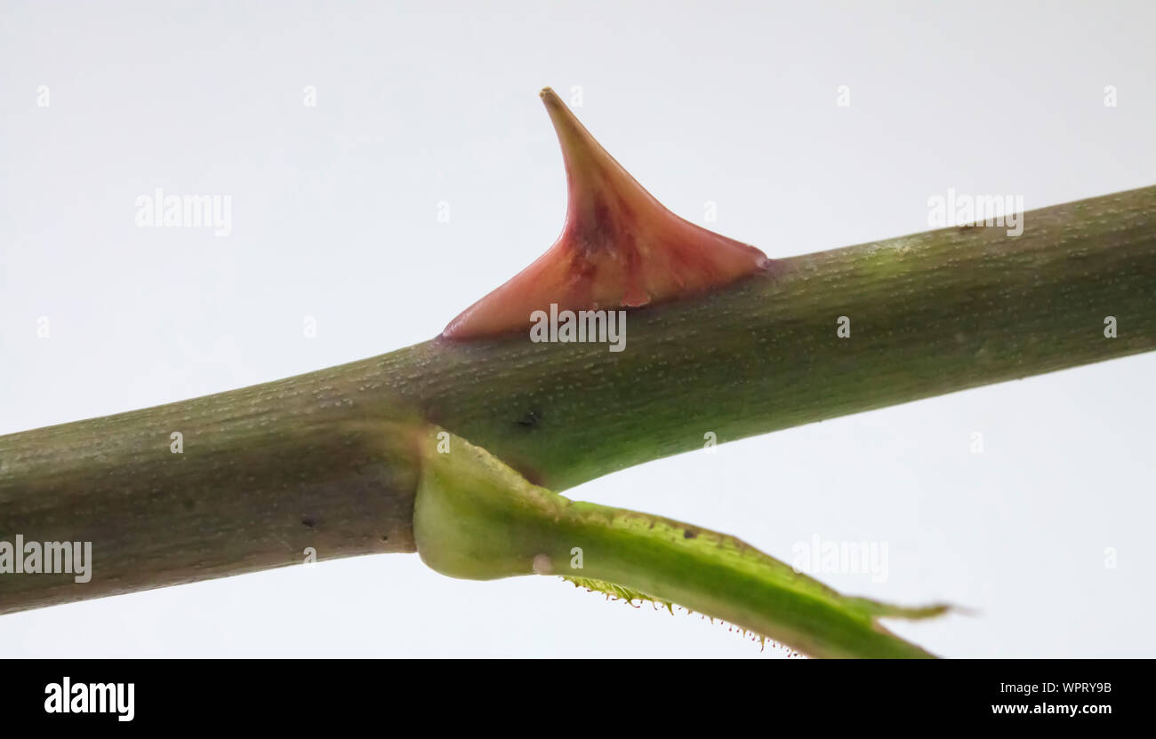 Rose thorn Stock Photo