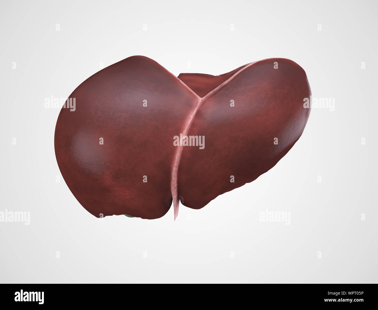 Realistic anatomical model of healthy human liver with gallbladder isolated on white Stock Photo