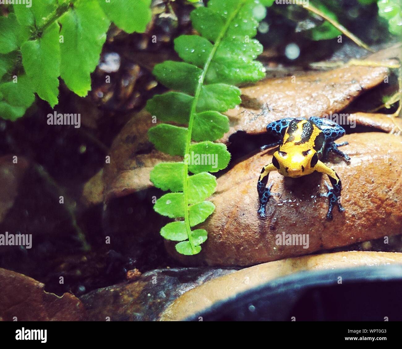 Close-up Of Poison Arrow Frog On Rock Stock Photo
