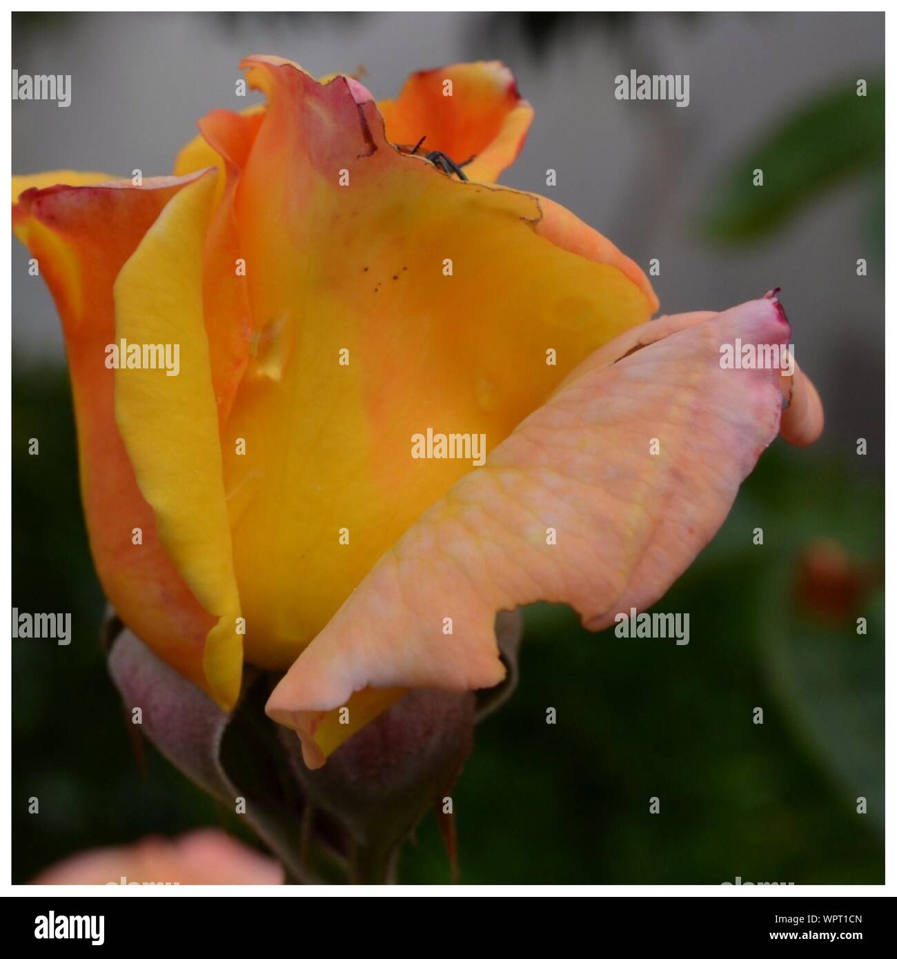 Yellow rose with rain drops hi-res stock photography and images - Alamy