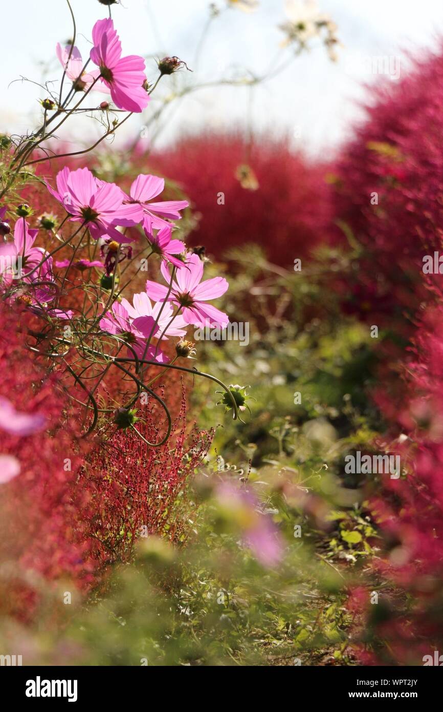Pink forest flowers hi-res stock photography and images - Alamy