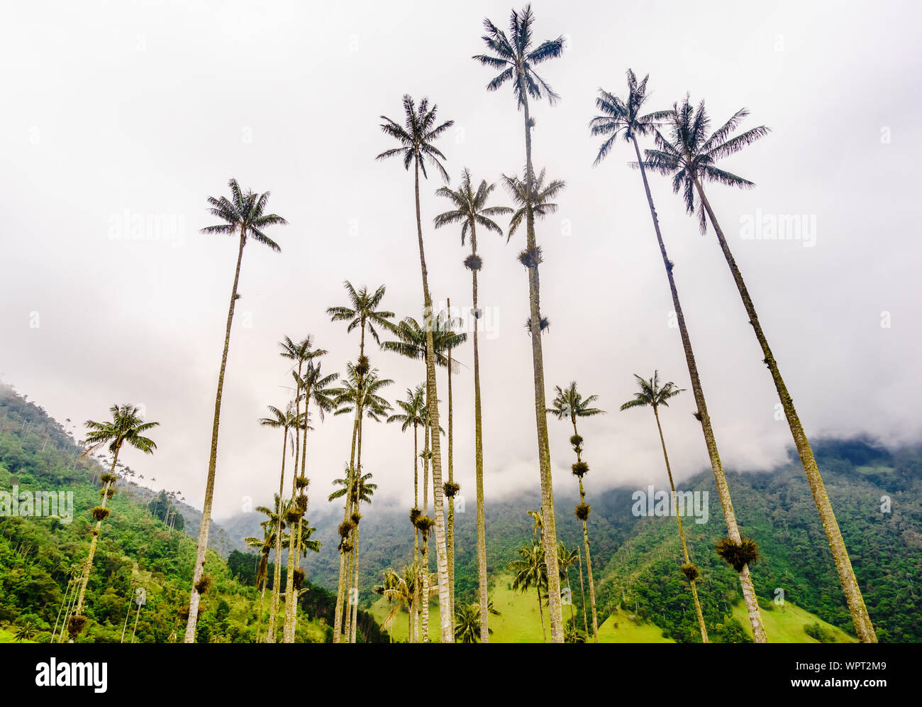 View on wax palm trees of Cocora Valley next to Salento, Colombia Stock Photo