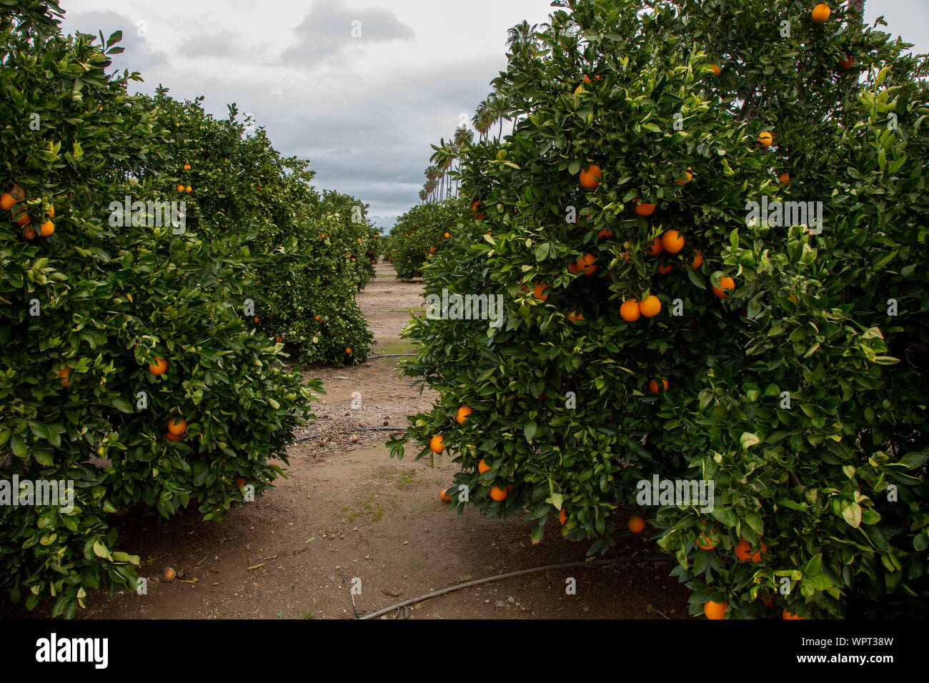 A view looking down a row of citrus trees in an orange grove, seen in Southern California Stock