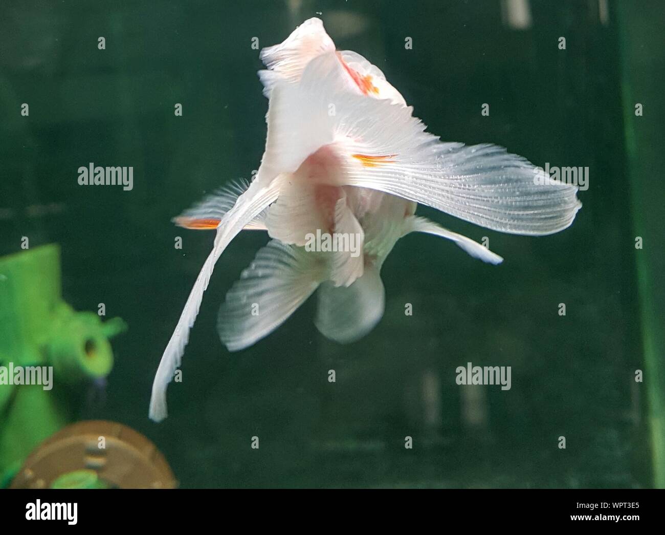 oranda goldfish aquarium