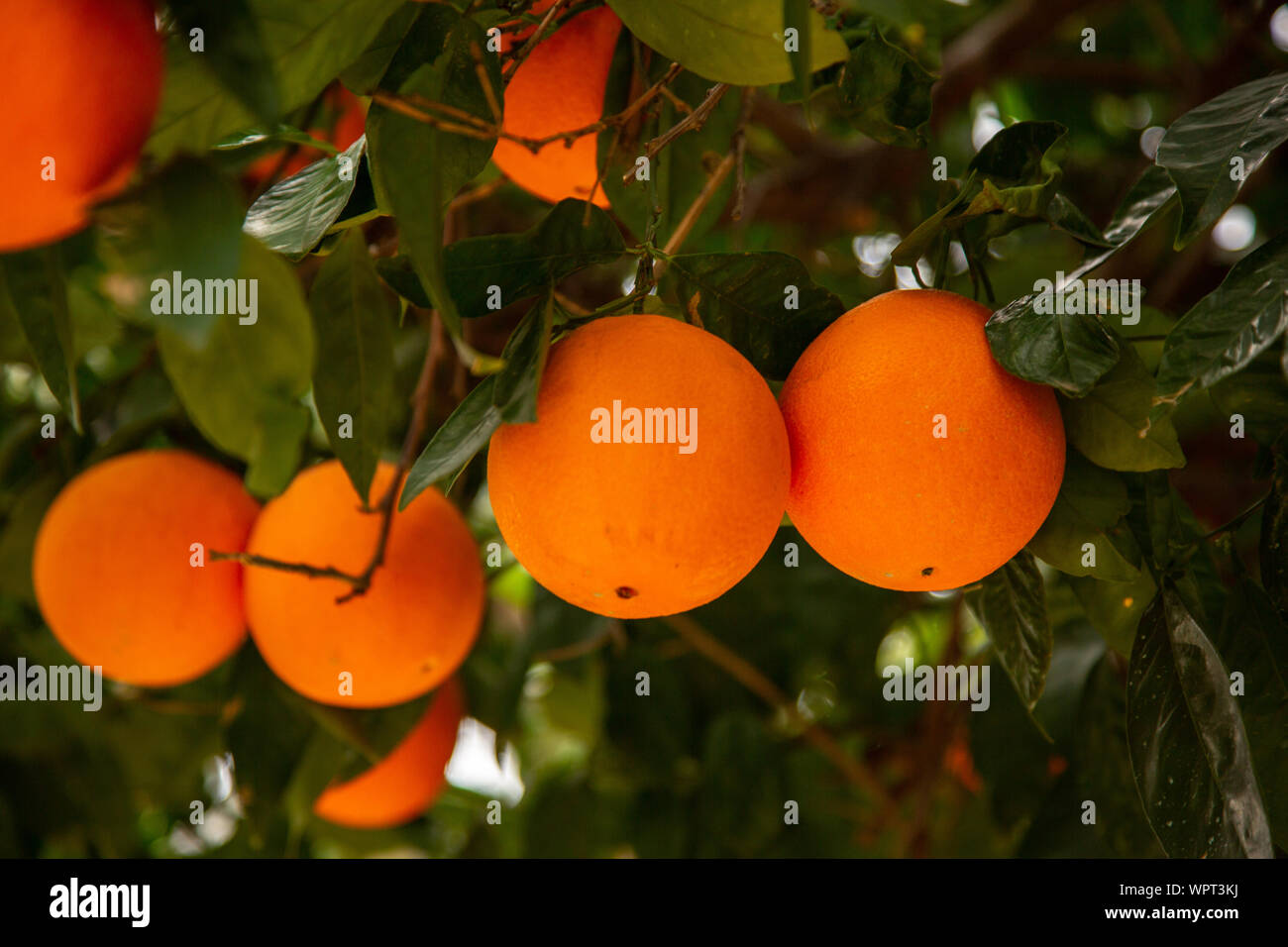 A closeup view of navel oranges growing on a tree Stock Photo Alamy