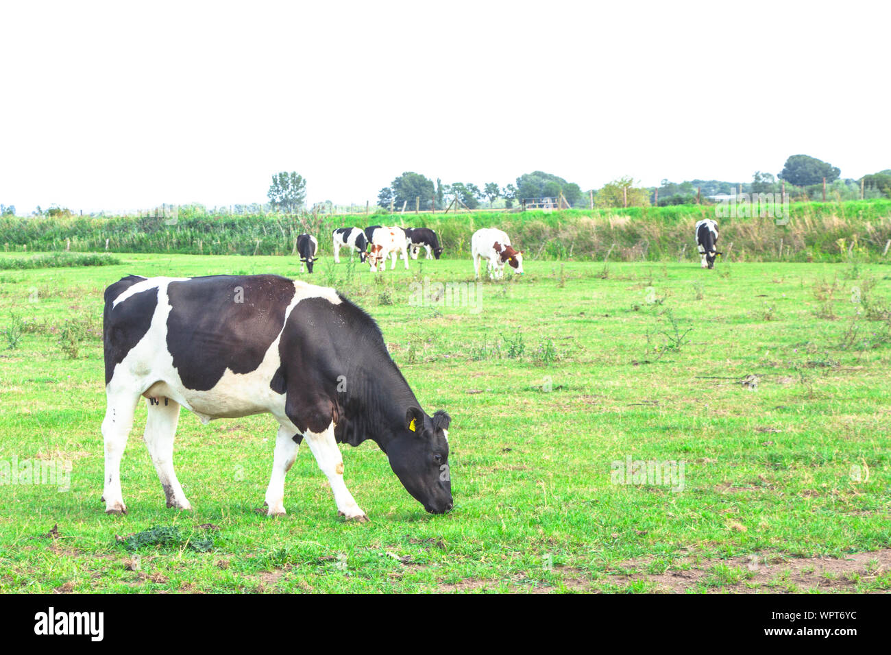 Panoramic image of black and white milk cows in Dutch meadow landscape ...