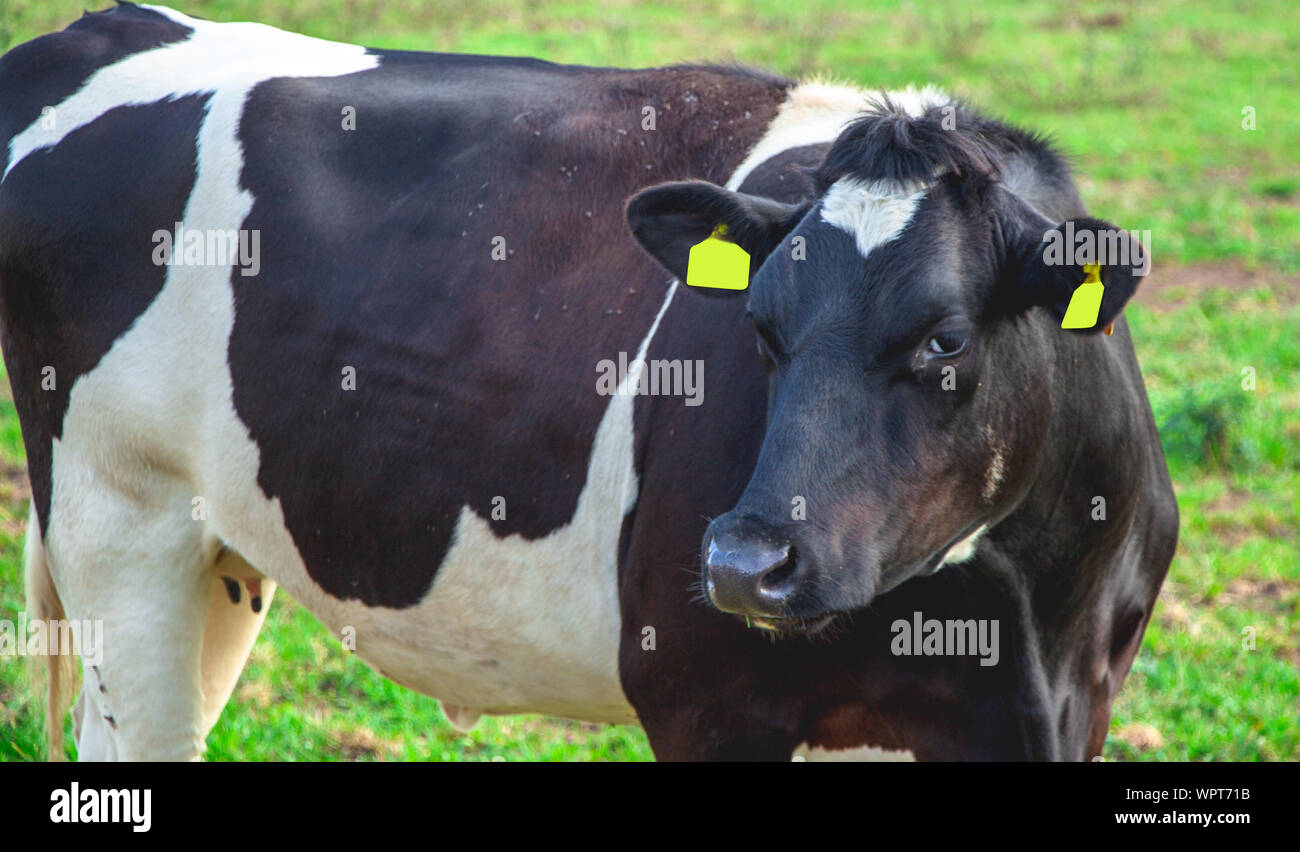 close up of a dutch black and white cow from the side Stock Photo - Alamy