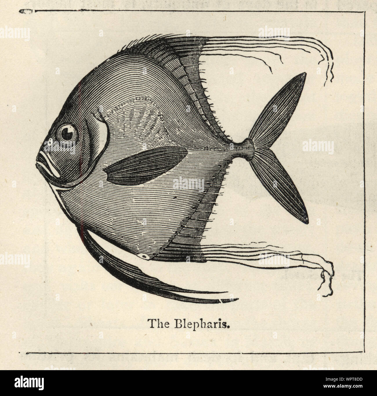 Blepharis Fish 19th century engraving Stock Photo