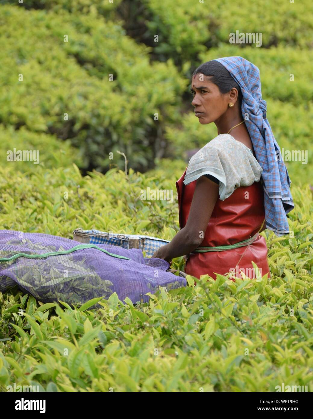 Serious Female Farmer Plucking Tea Leaves Stock Photo