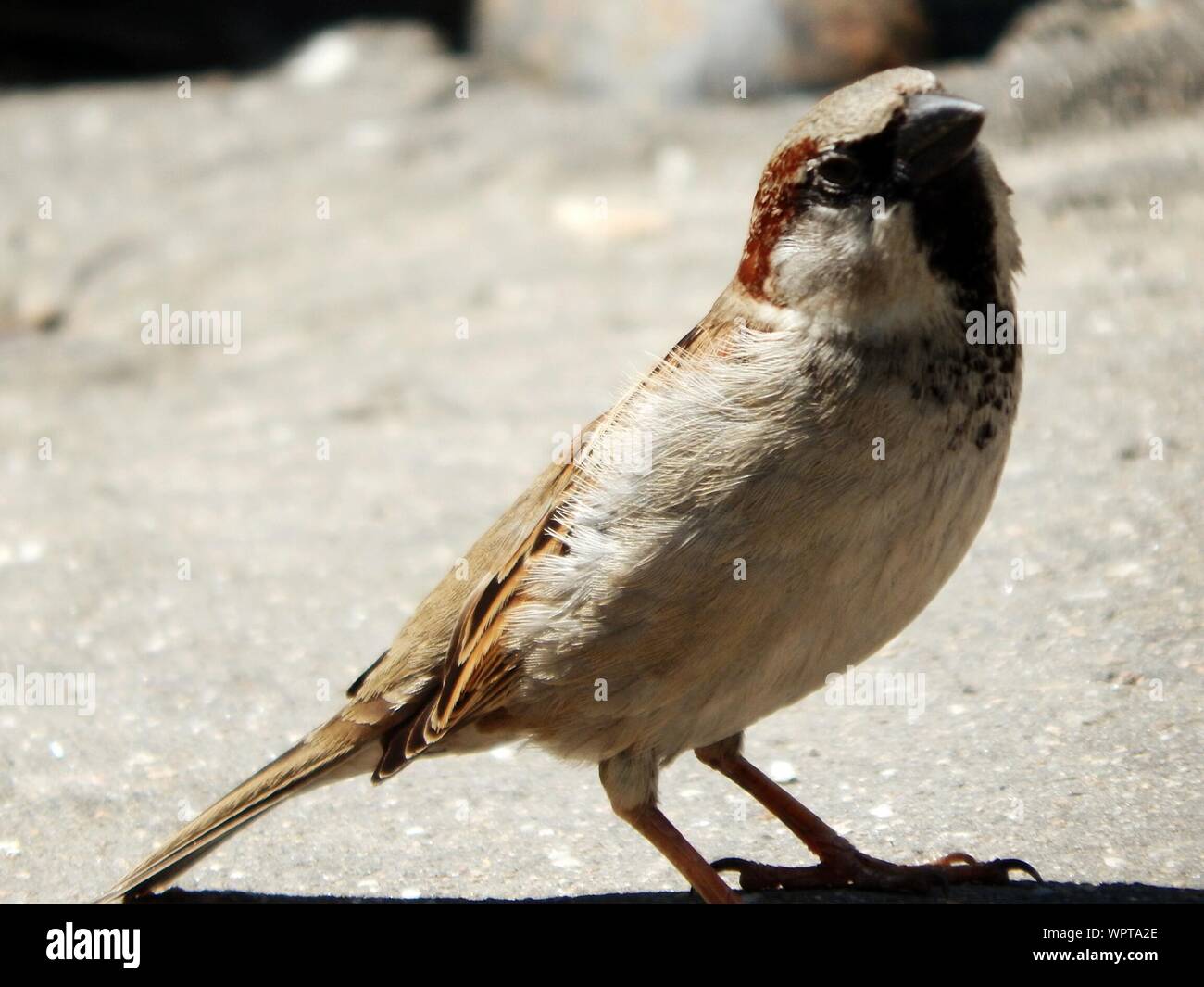 Close-up Of Bird Stock Photo