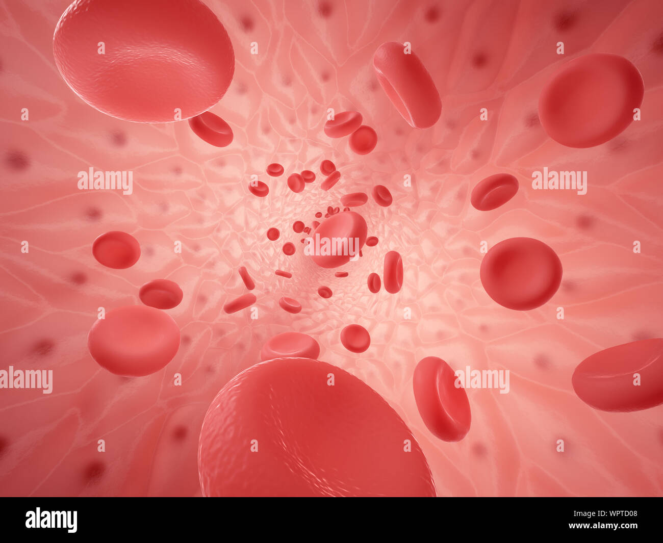 Inside space of empty healthy human anatomical vessel with red blood cells - erythrocytes and endothelium cells, 3d rendering Stock Photo