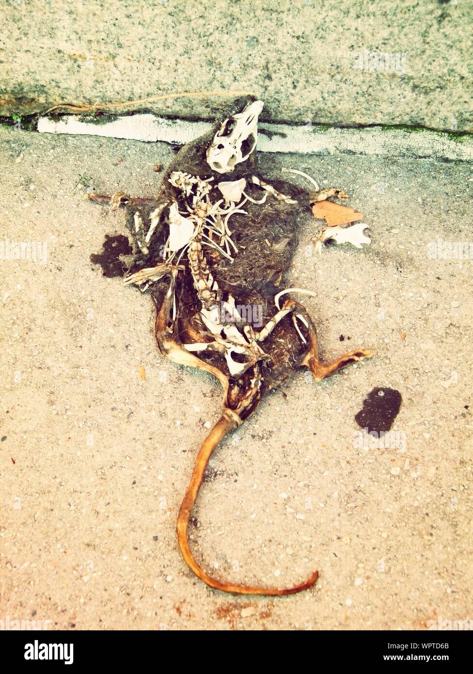 Dead Rat High Resolution Stock Photography and Images - Alamy