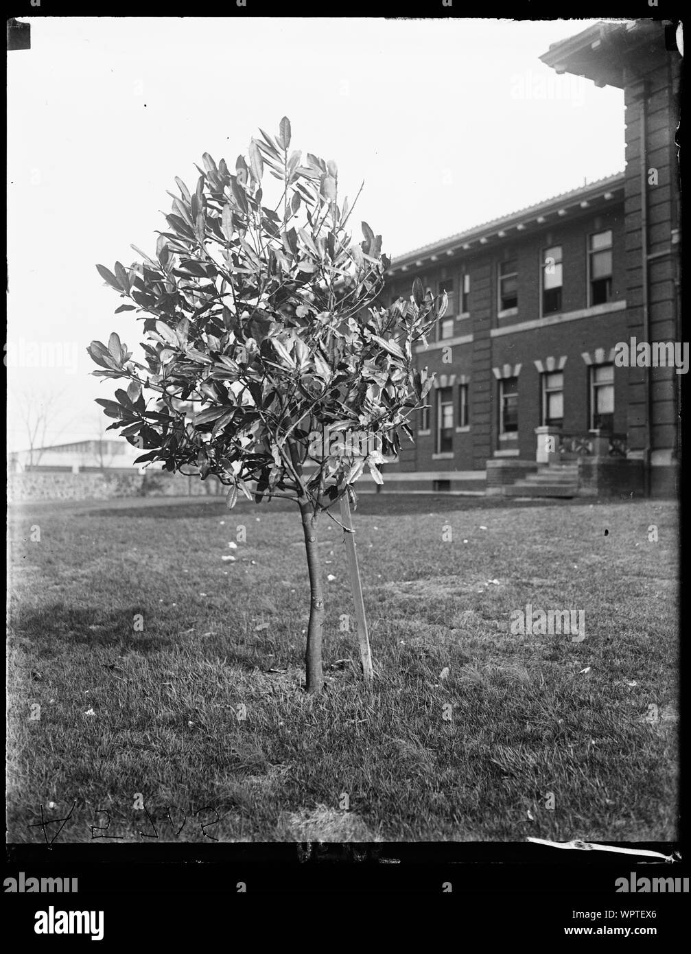 Our magnolia tree Black and White Stock Photos & Images - Alamy