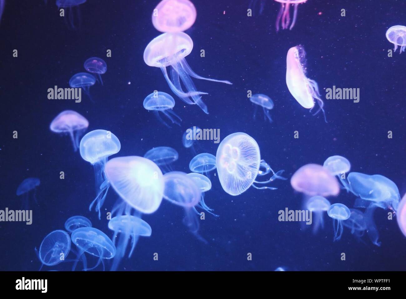 Jellyfish Acrylic Bathroom Mirror Birthday Wedding Gift PERSONALISED 4 FREE