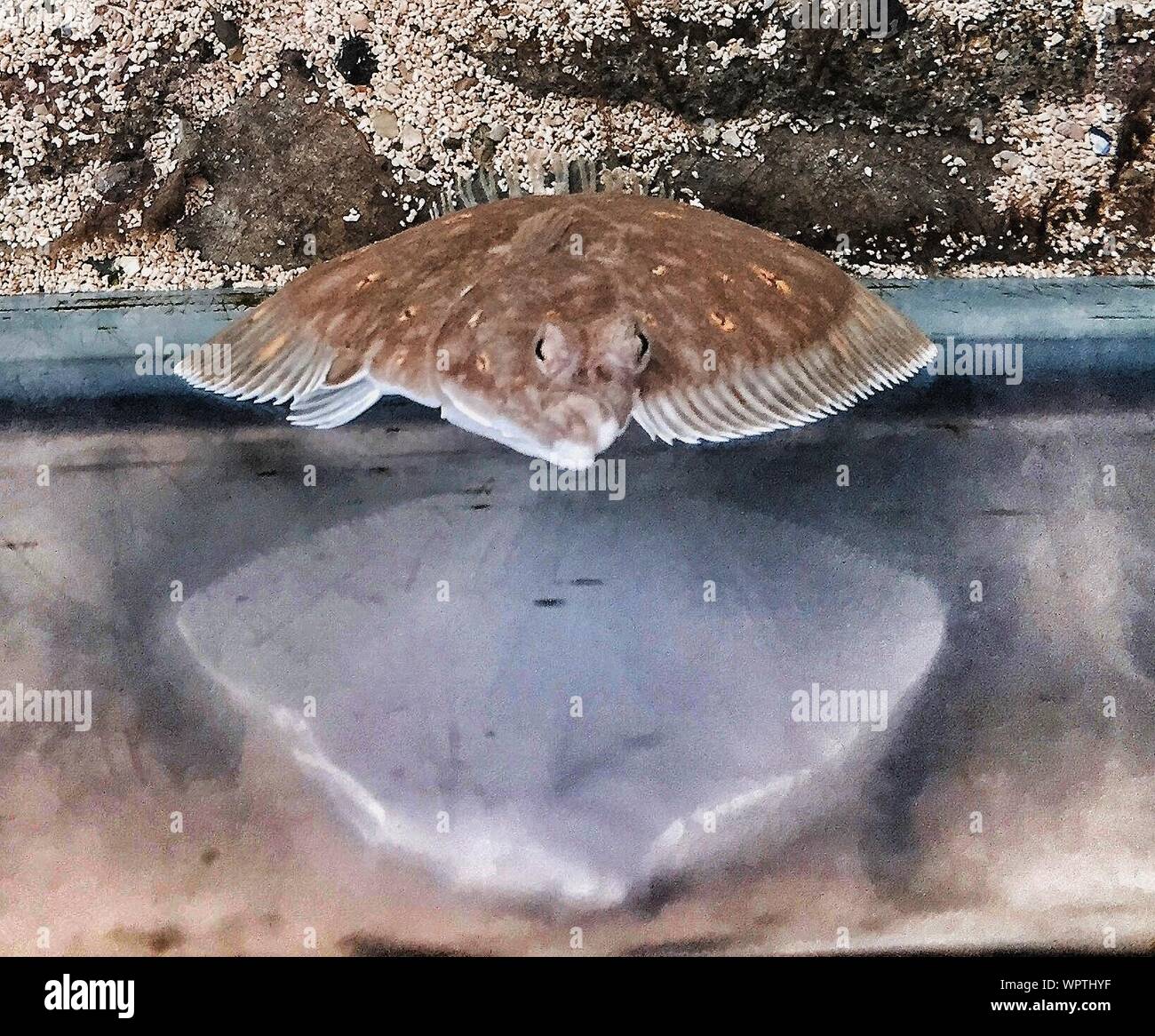 Flounder Fish In Aquarium Stock Photo