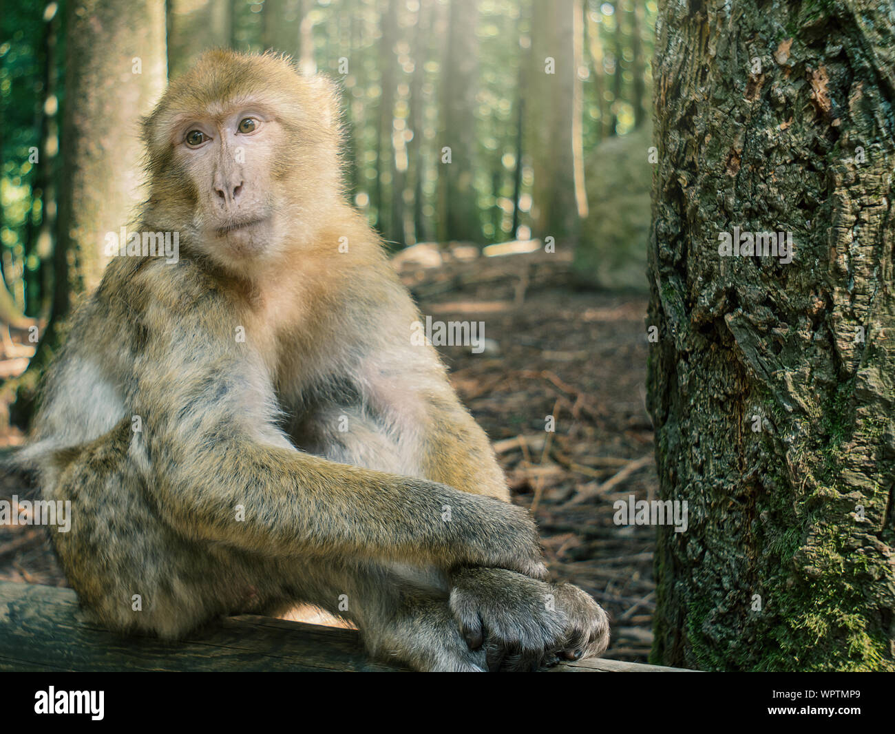 Portrait of sitting Berber monkey in the forest Stock Photo
