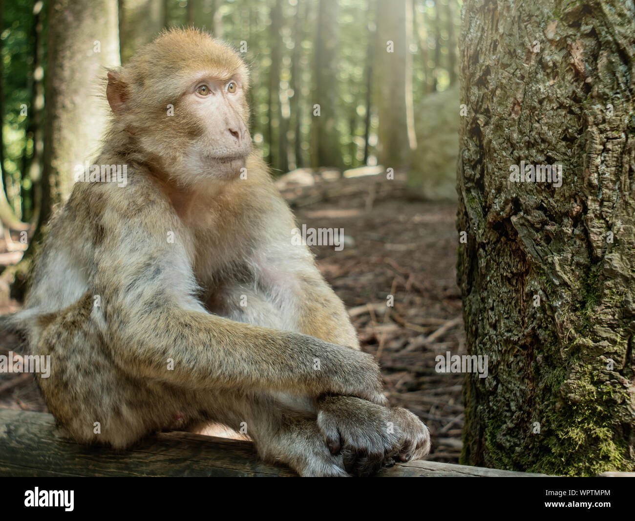 Portrait of sitting Berber monkey in the forest Stock Photo