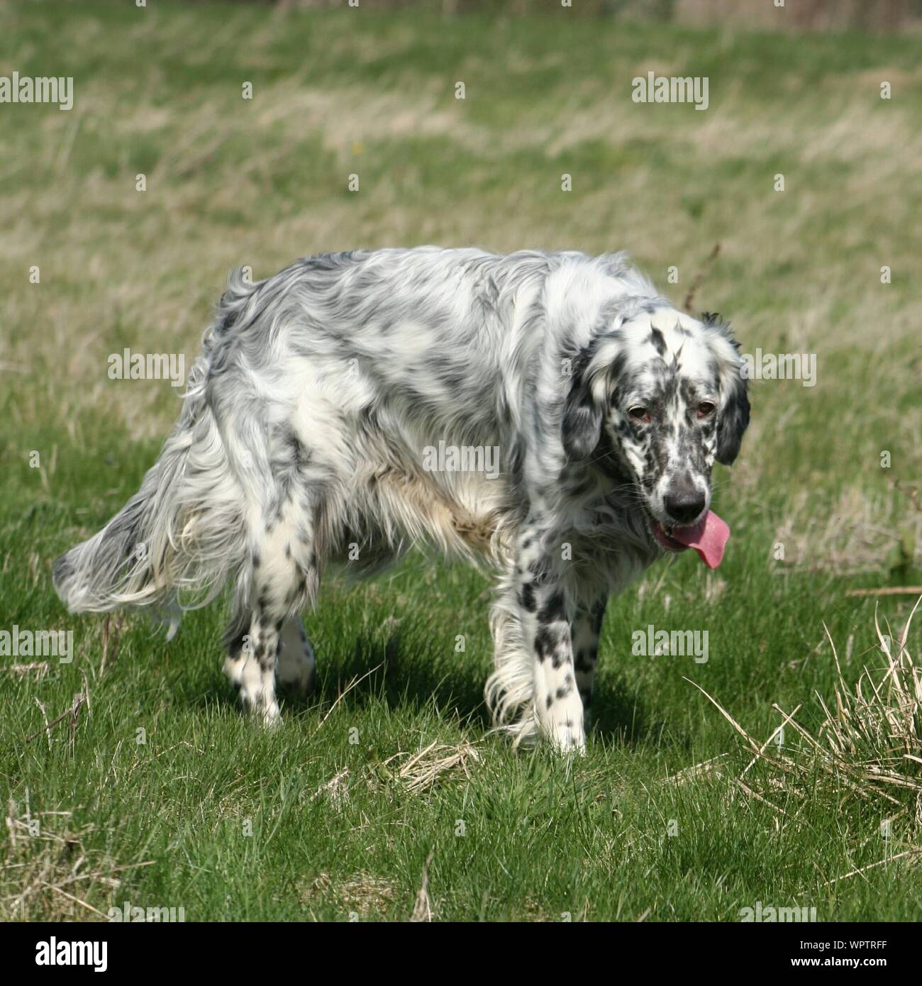 English setter hires stock photography and images Alamy