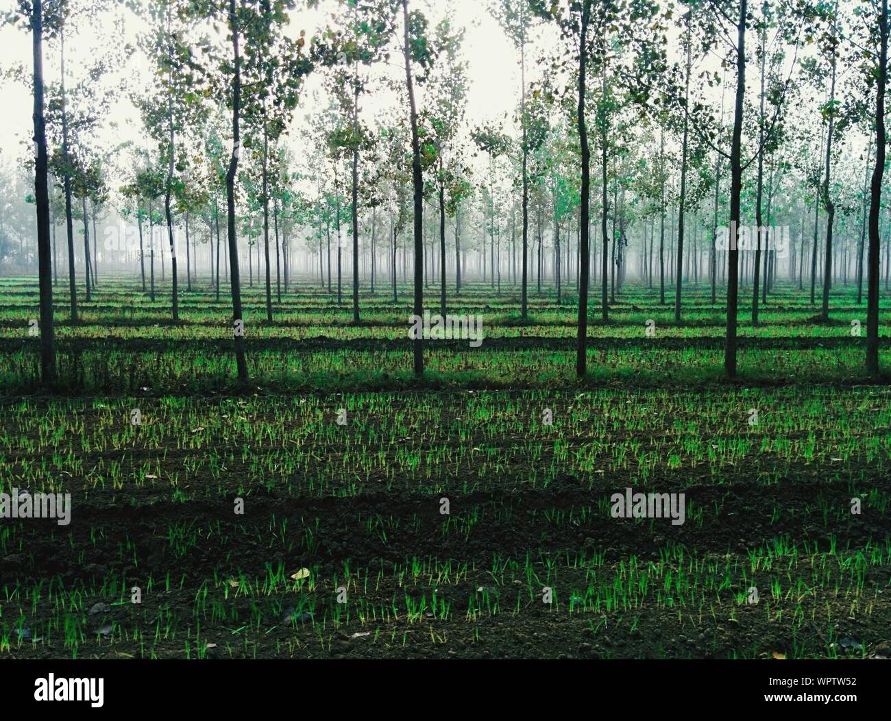 Trees with crops hi-res stock photography and images - Alamy