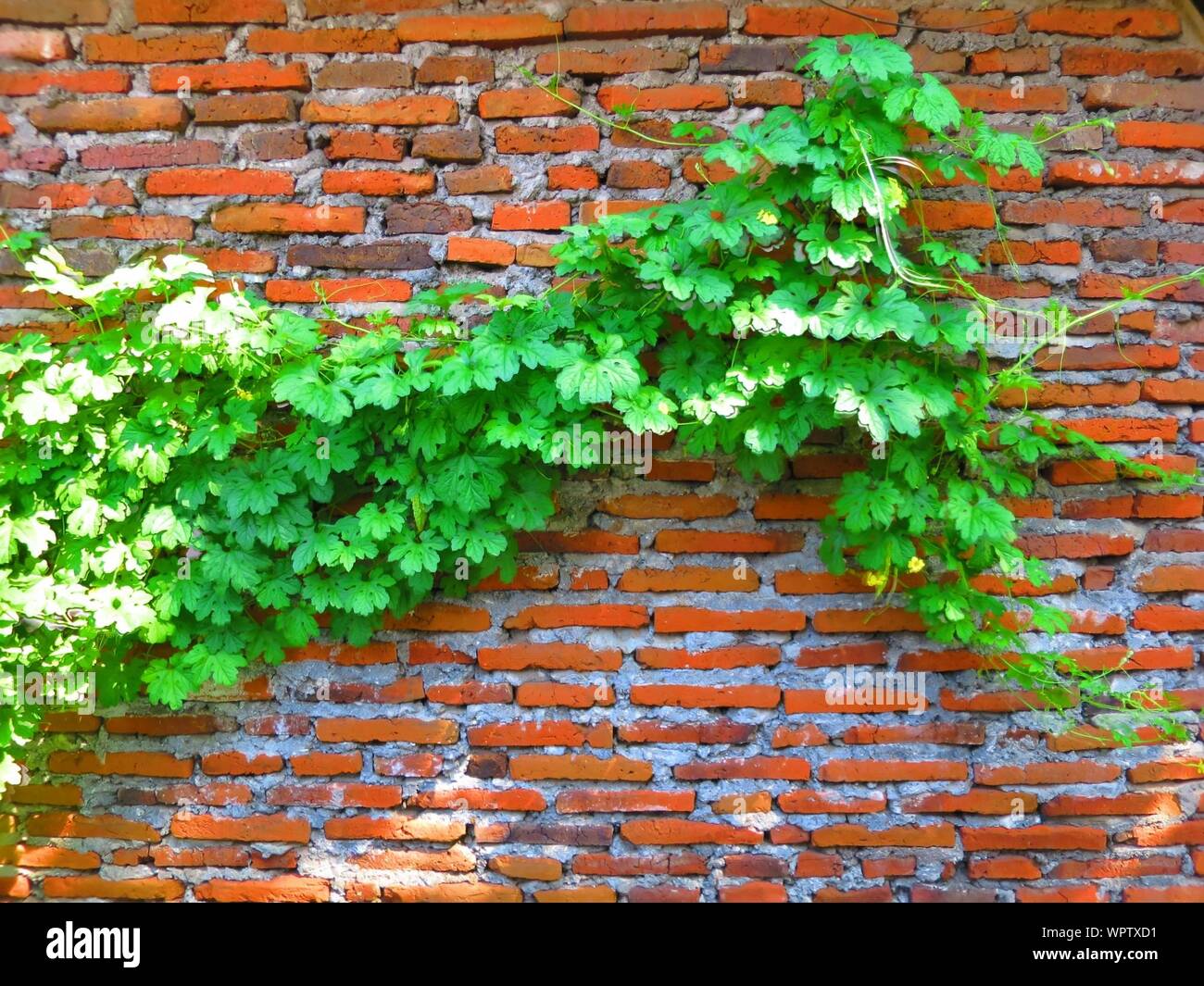 Green creeper plant on wall hires stock photography and images Alamy