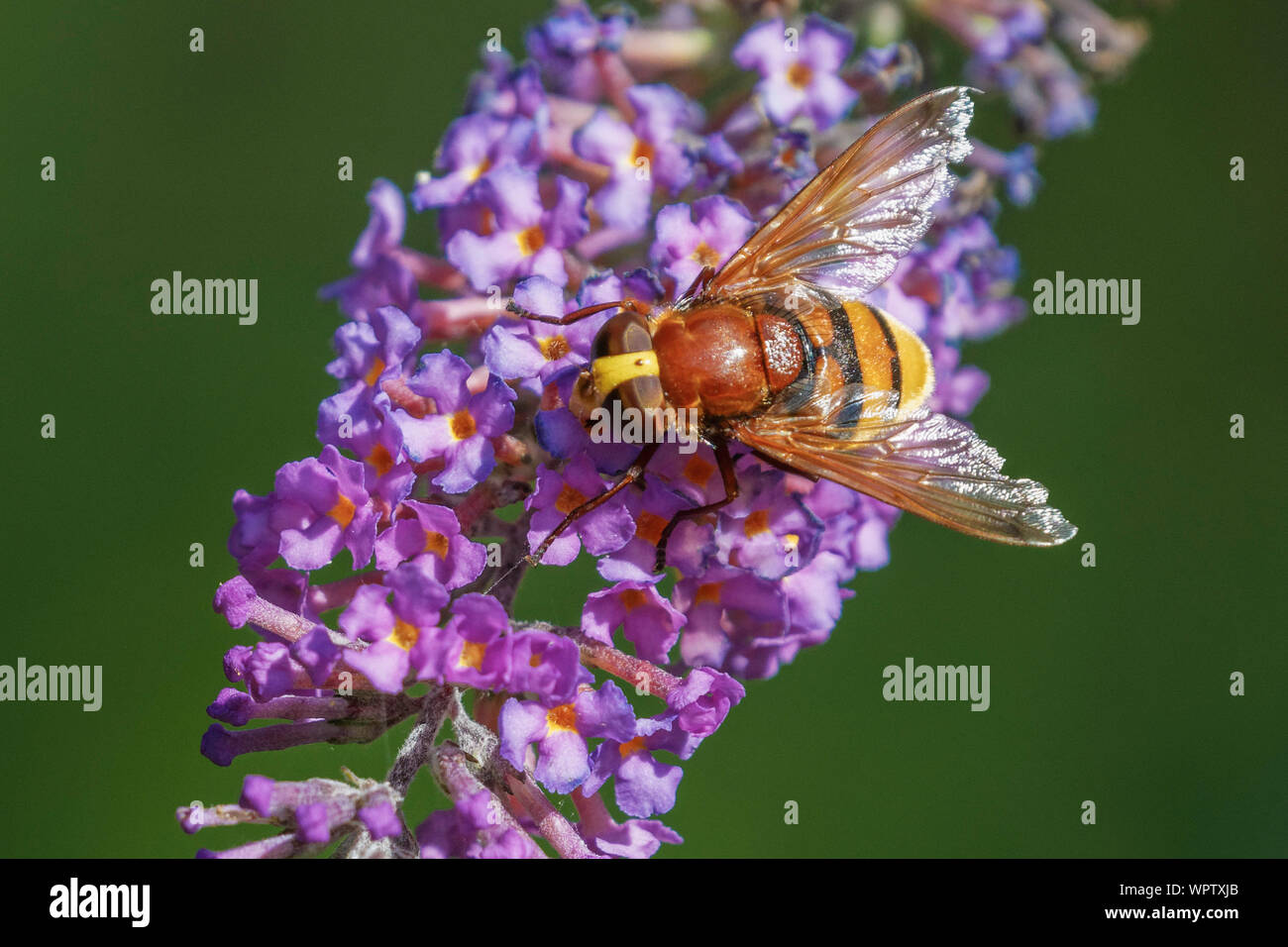 hornet mimic hoverfly feeding on buddleia flowers Stock Photo
