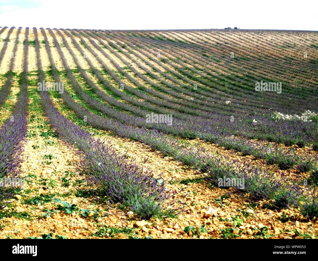 Rows Of Lavender In Field Stock Photo