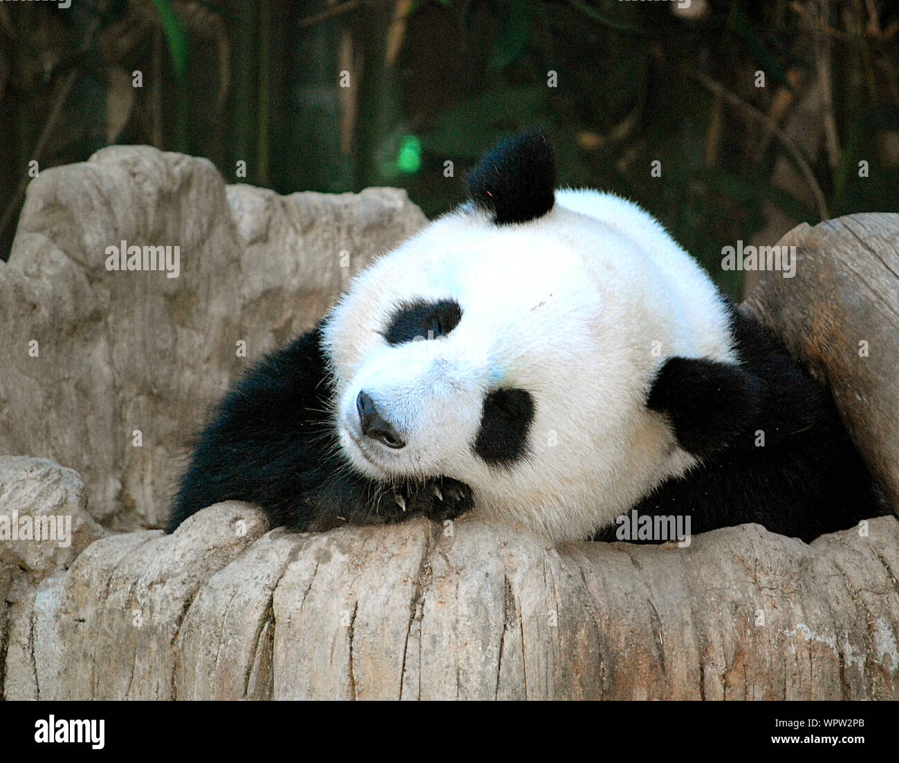 Panda Resting On Rocks In San Diego Zoo Stock Photo