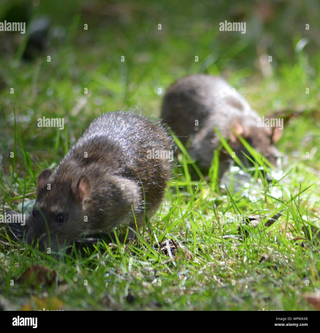 Field mice High Resolution Stock Photography and Images Biology Diagrams