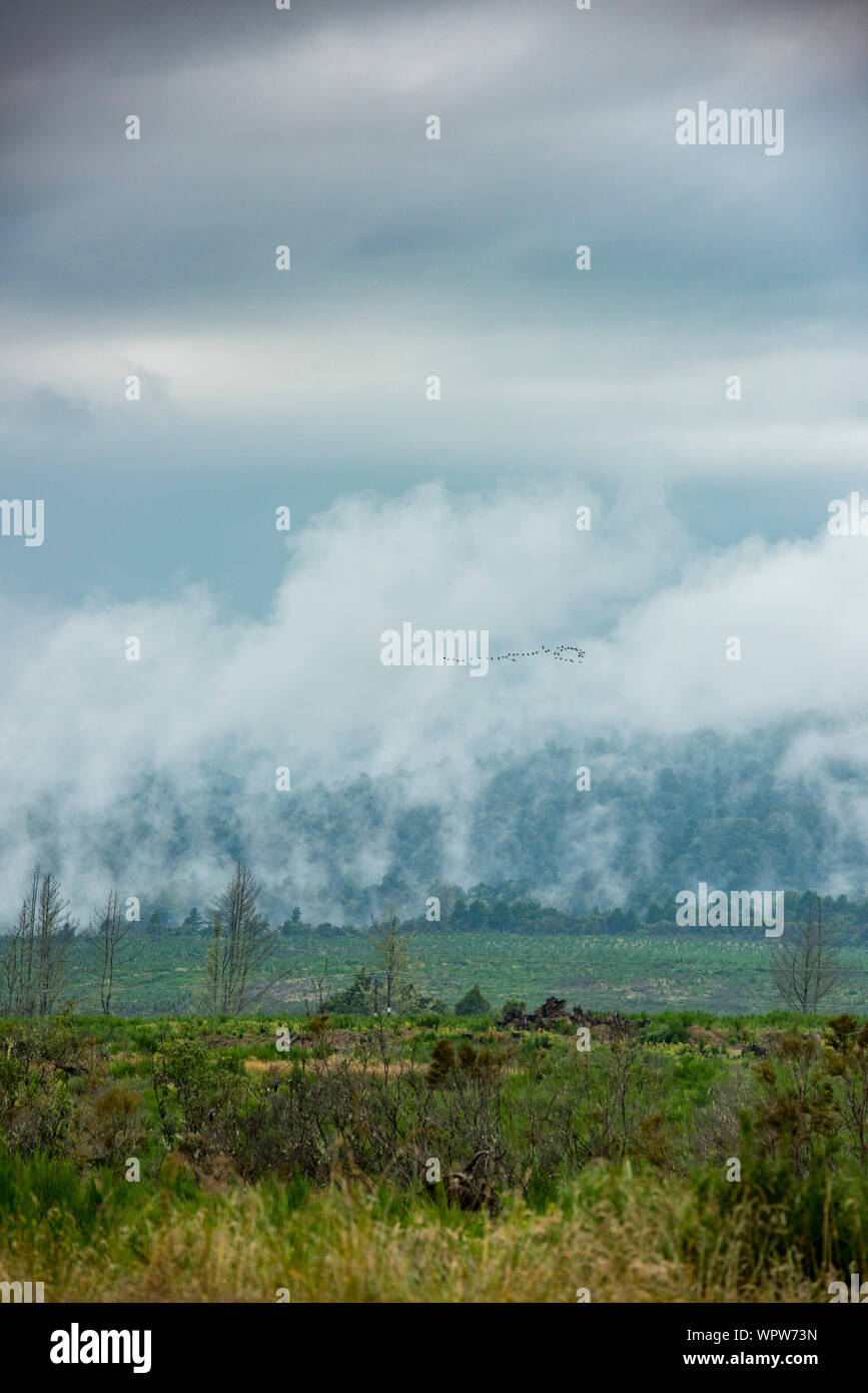 A flock of birds fly over a geo thermal landscape where steam is eminating from the ground. Central North Island of New Zealand Stock Photo