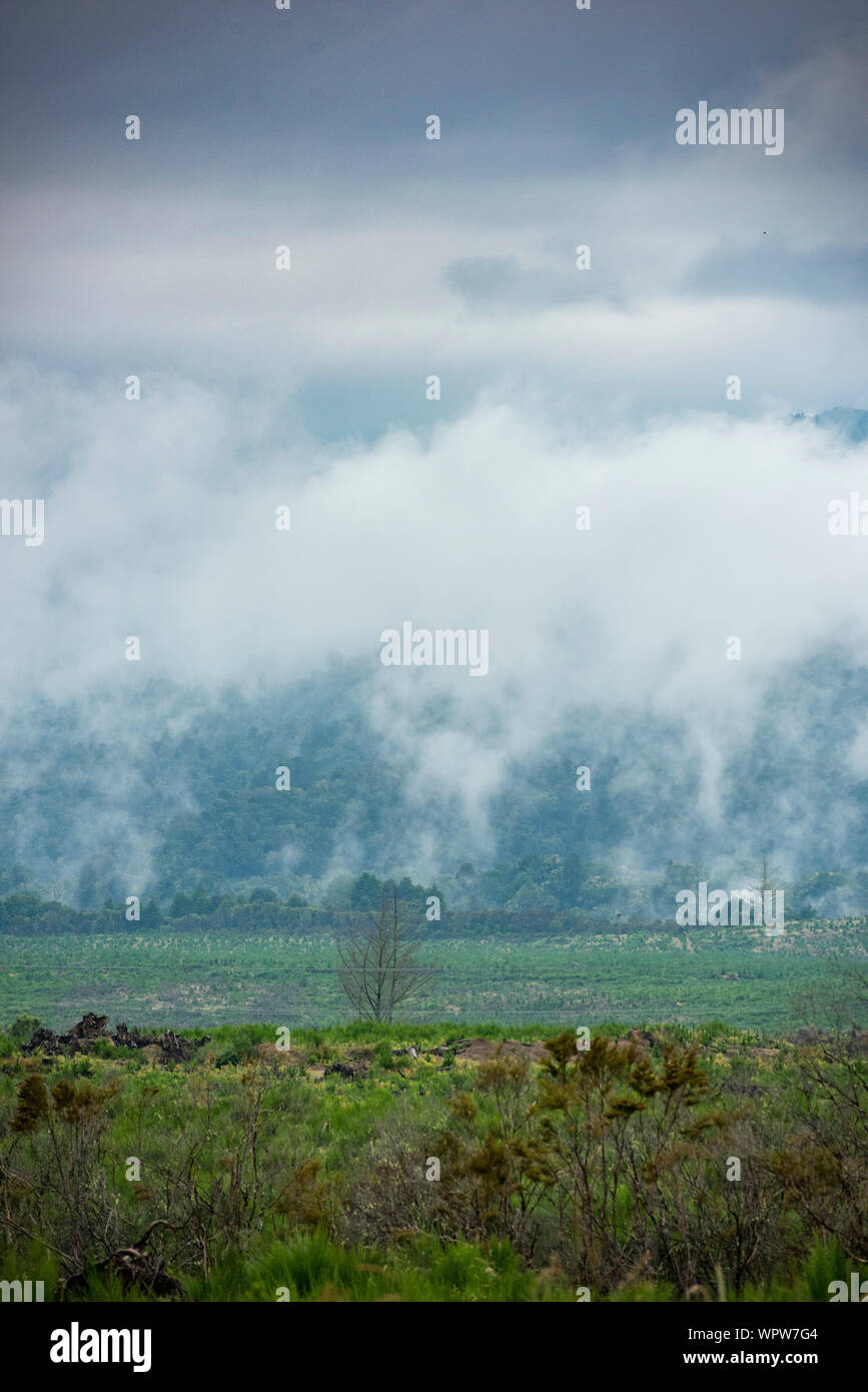 Geo thermal landscape where steam is eminating from the ground. Central North Island of New Zealand Stock Photo