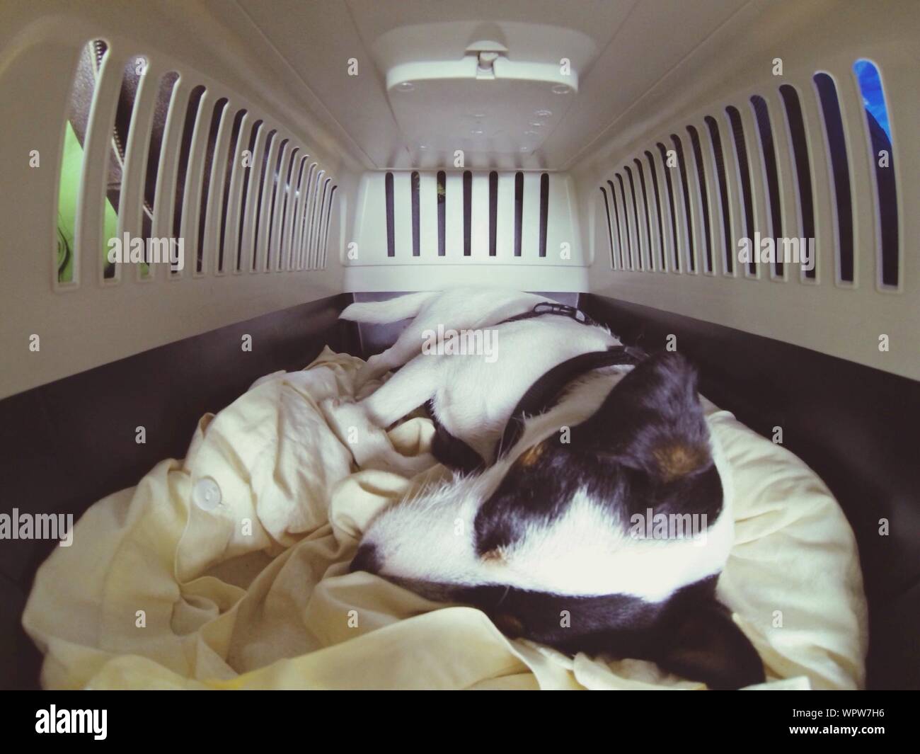 Dog Sleeping In Dog House Stock Photo Alamy