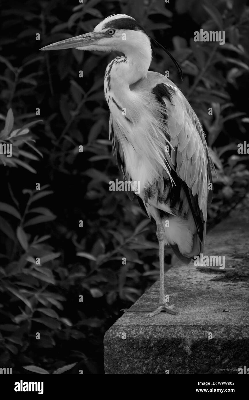 One leg bird hires stock photography and images Alamy