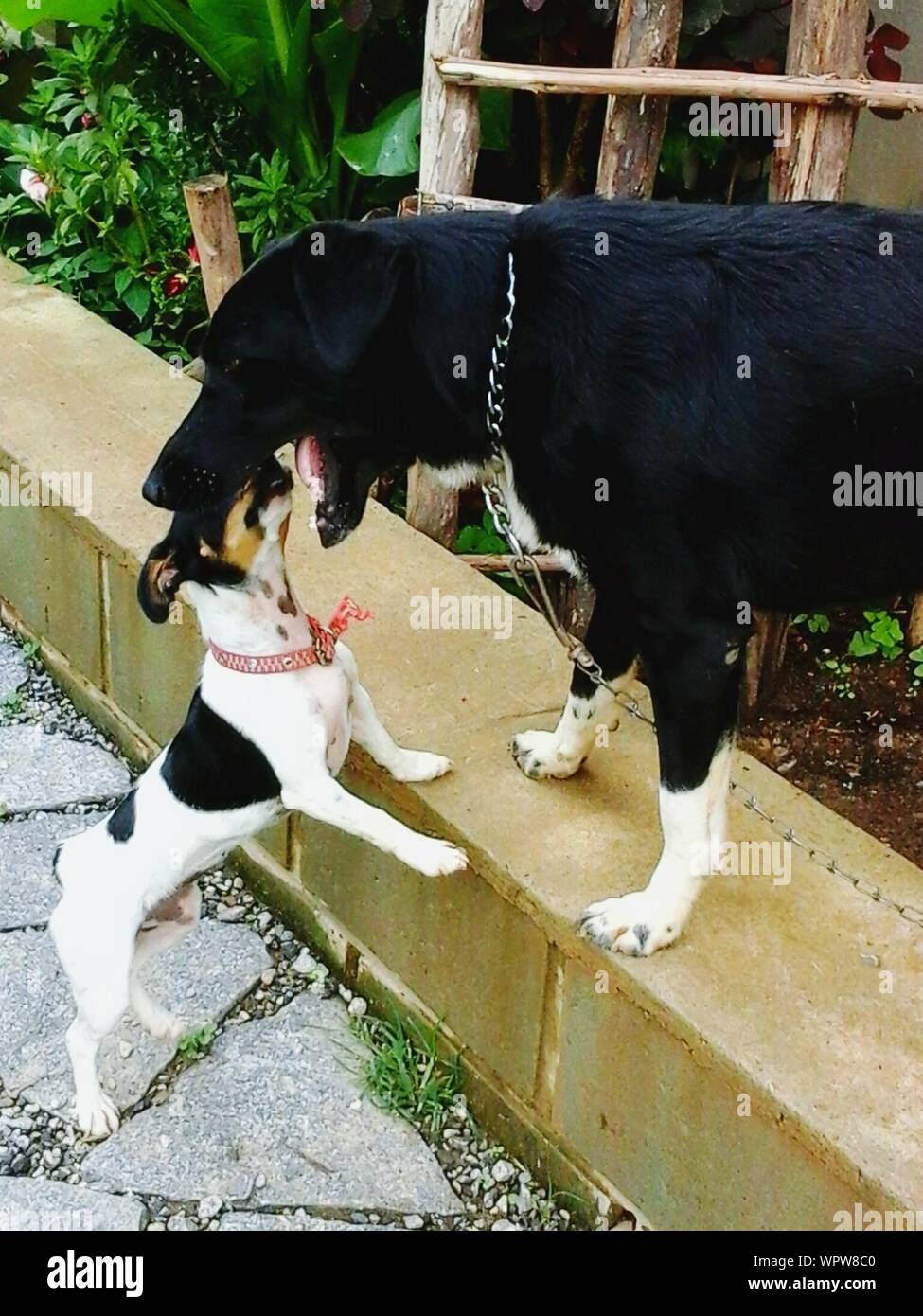 High Angle View Of Playful Dogs On Retaining Wall Stock Photo