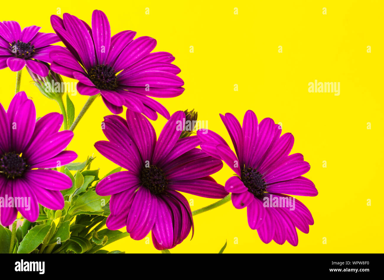 Bouquet Of Garden Flowers Of Dark Pink Color Stock Photo Alamy