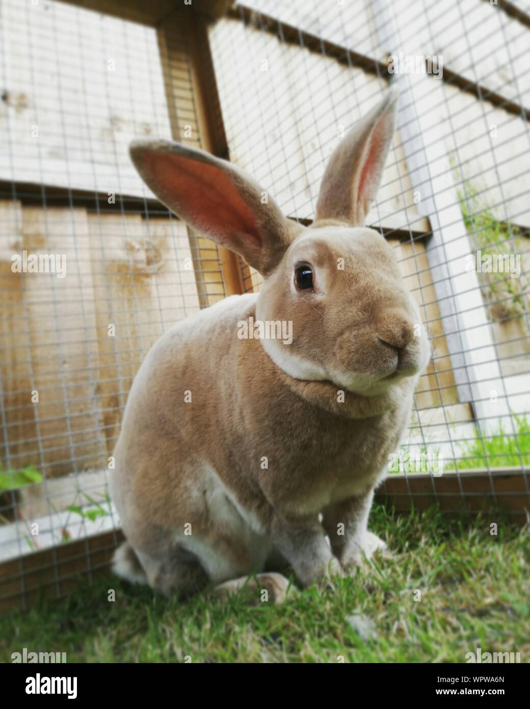 Rabbit head tilt hires stock photography and images Alamy