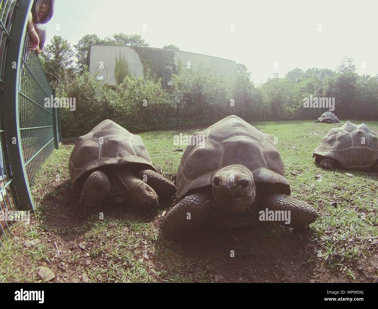 Giant Tortoise At Tierpark Berlin Zoo Stock Photo
