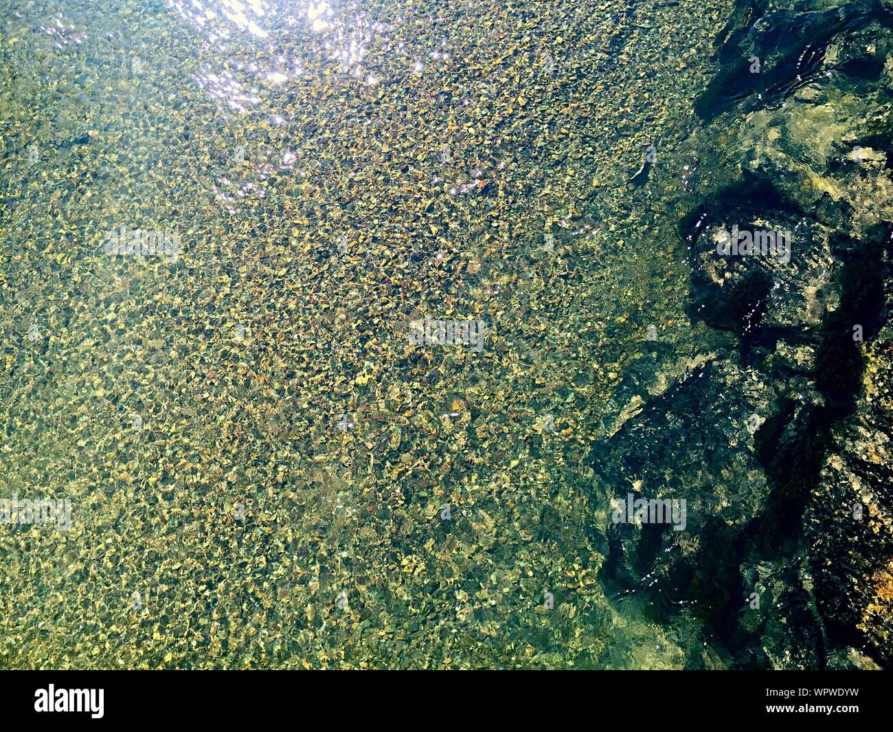 Green Duckweed In Water Stock Photo
