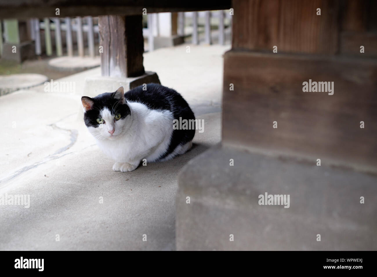 Cat Sitting Under Table Stock Photo Alamy