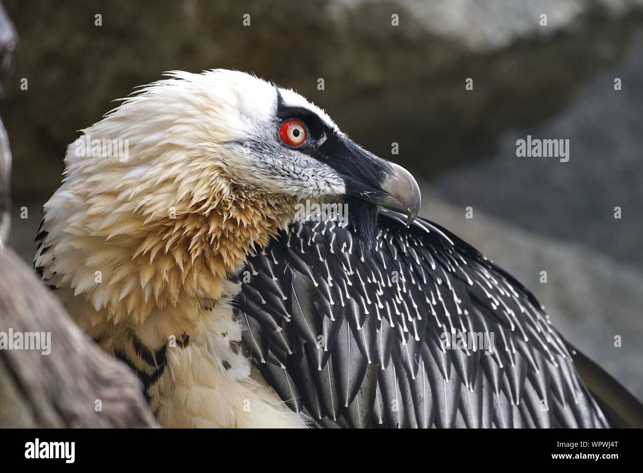 Close-up Of Vulture At Tierpark Berlin Stock Photo