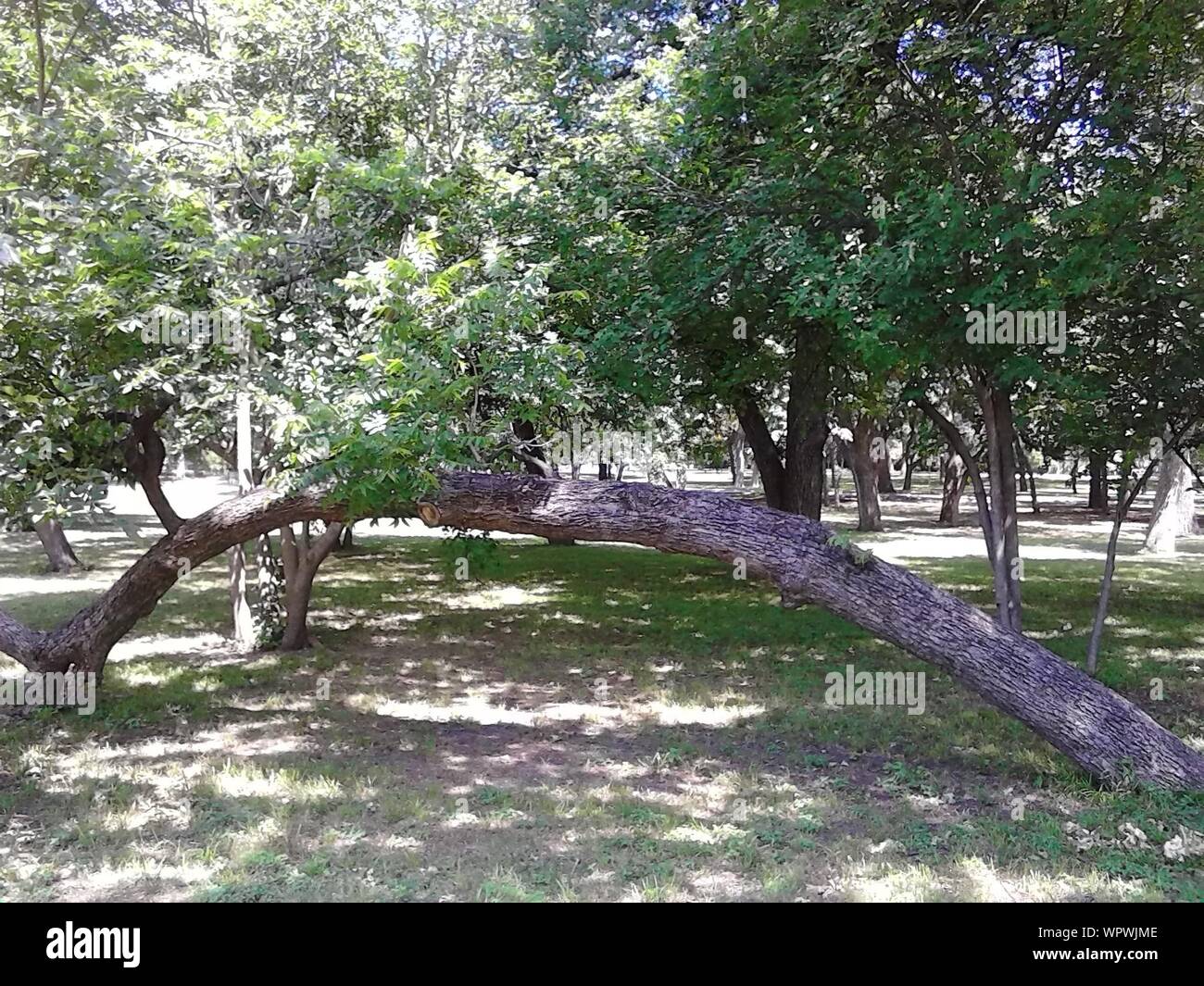 Bent Tree In Park Stock Photo