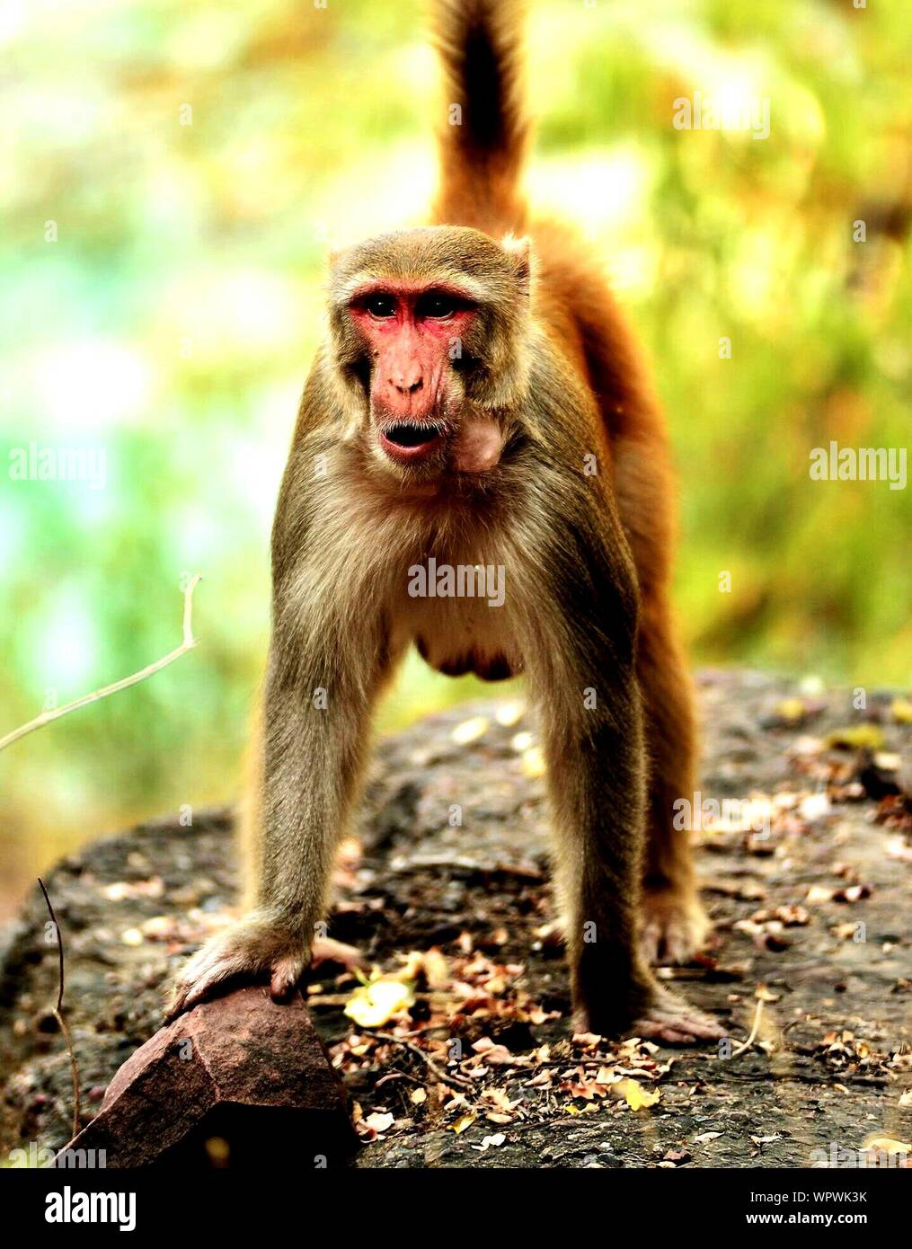 Close-up Of Alert Monkey Standing On Rock Stock Photo