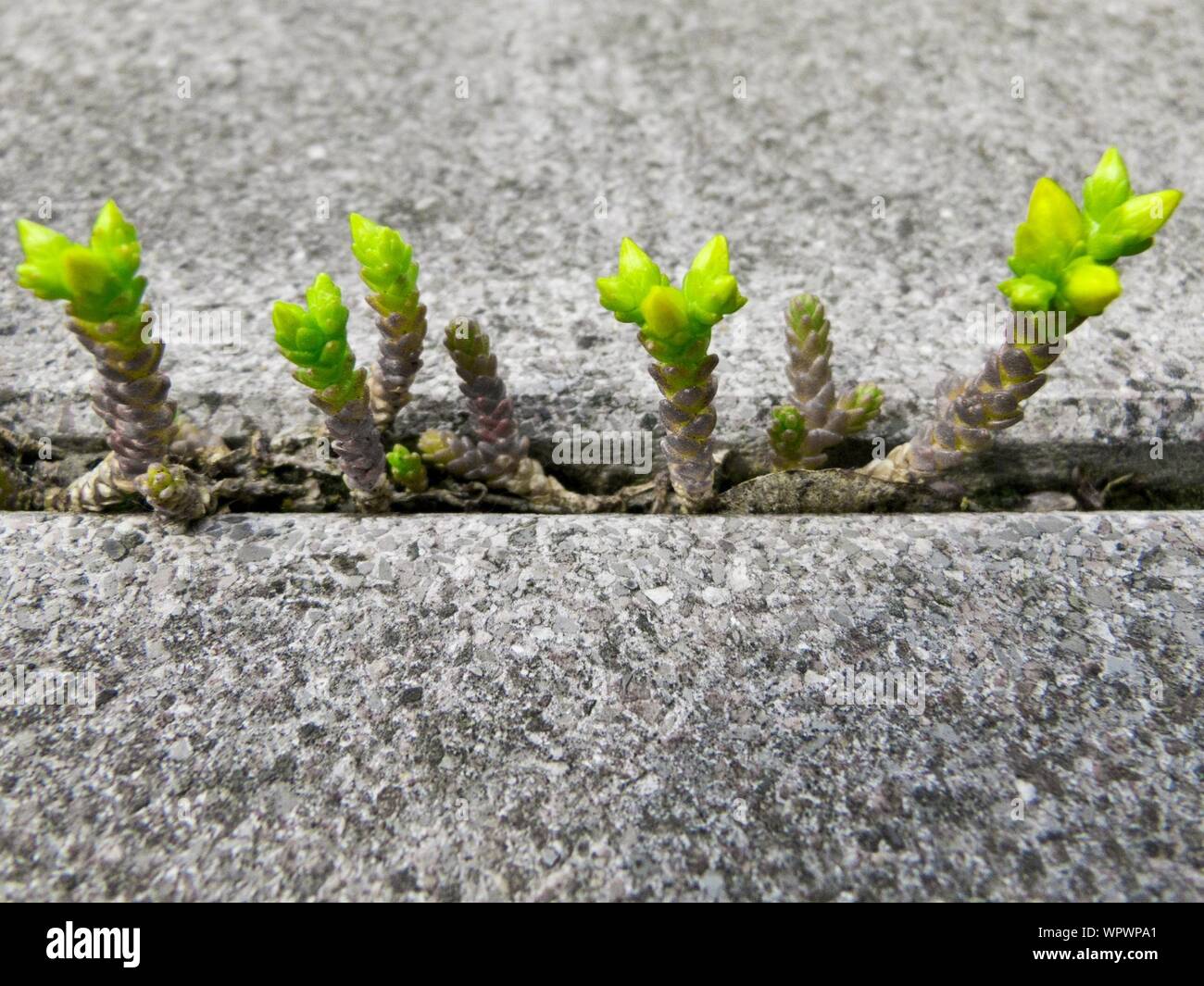 Growing between paving stones hires stock photography and images Alamy