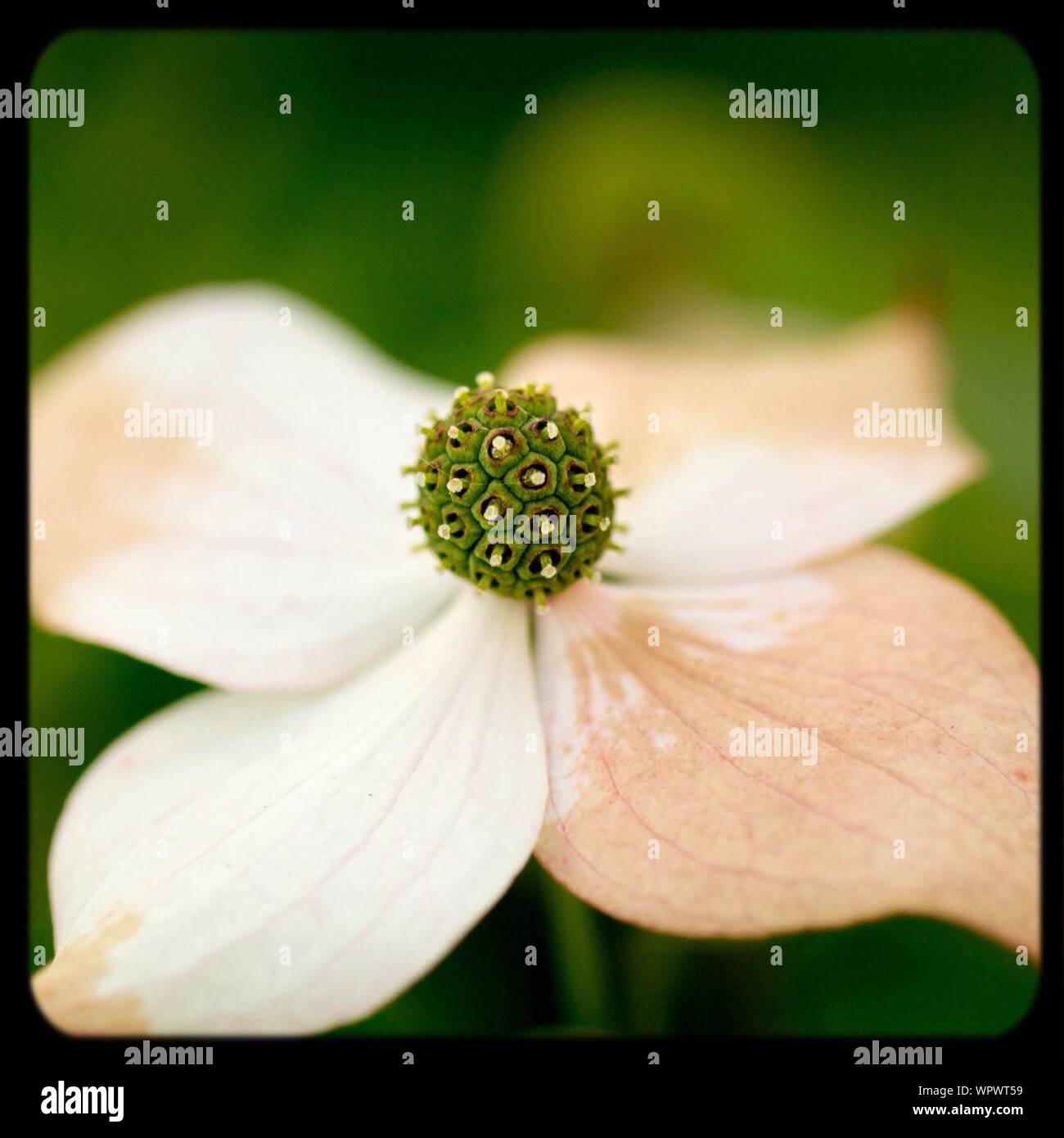 Macro Photo Of A Flower Stock Photo