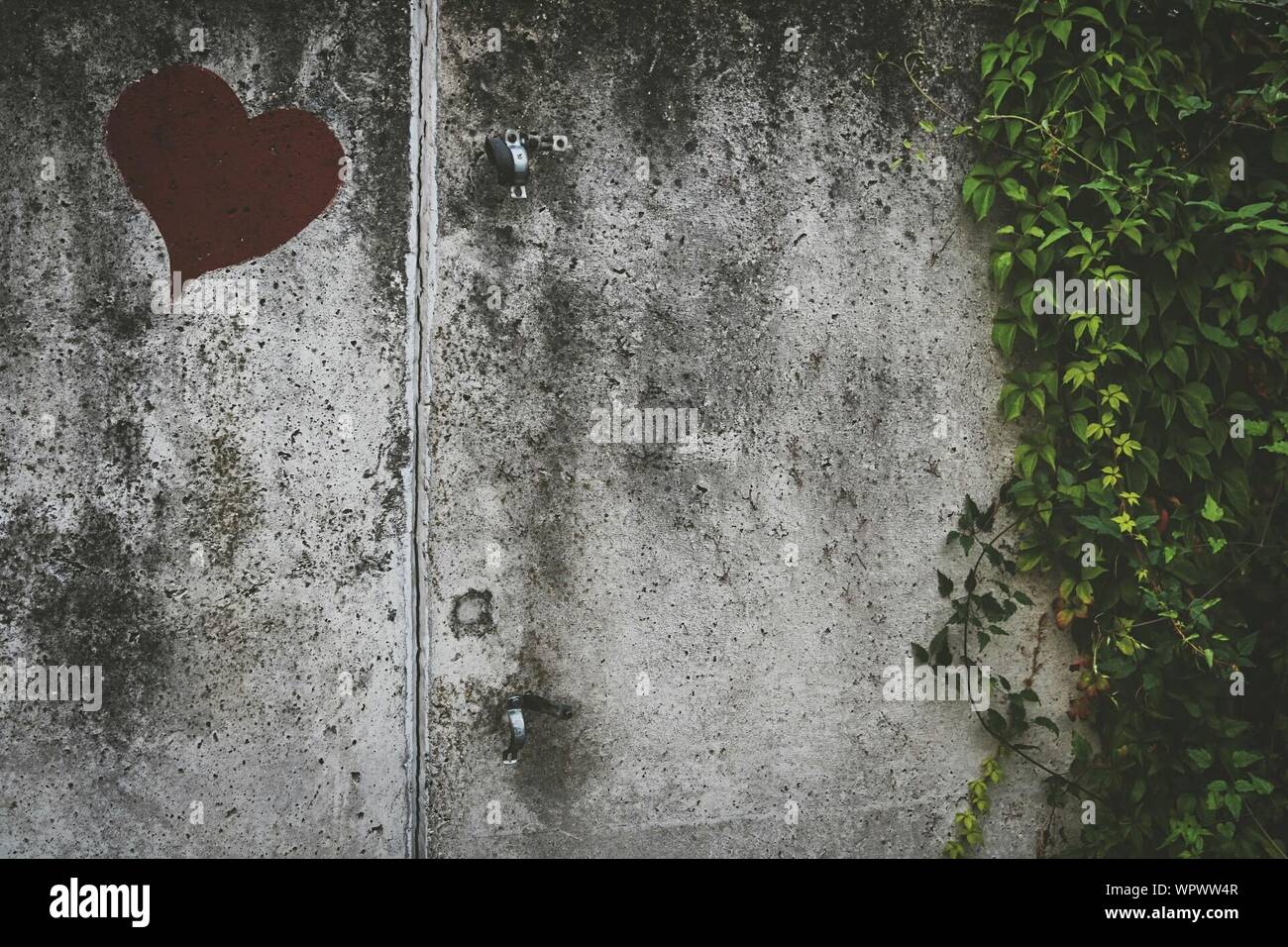 Ivy growing on concrete wall hires stock photography and images Alamy